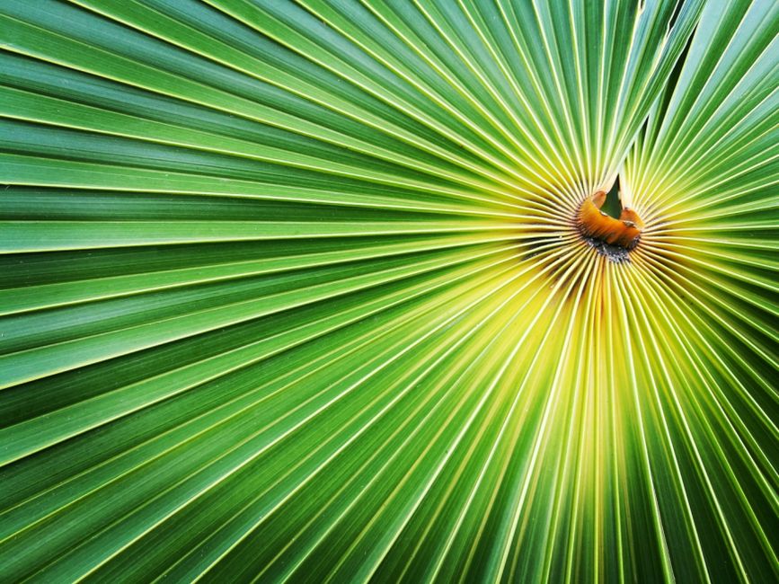 symmetrical green leaf