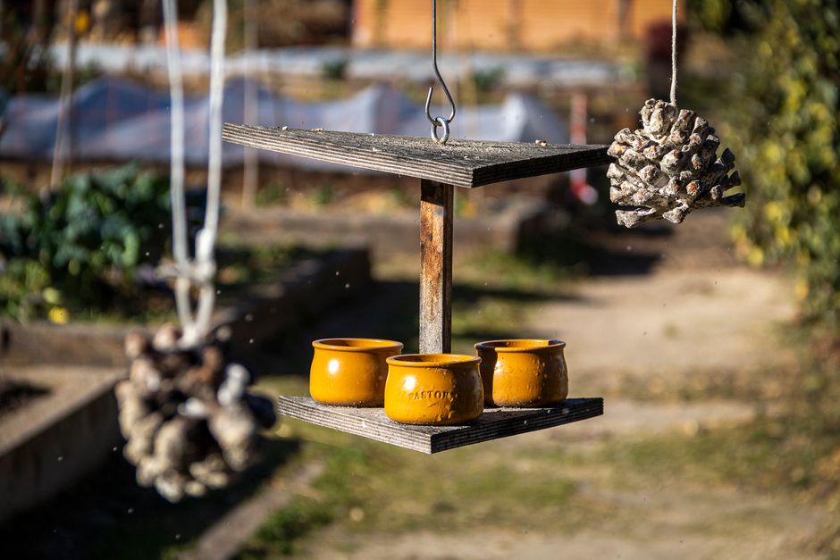 pinecone bird feeder