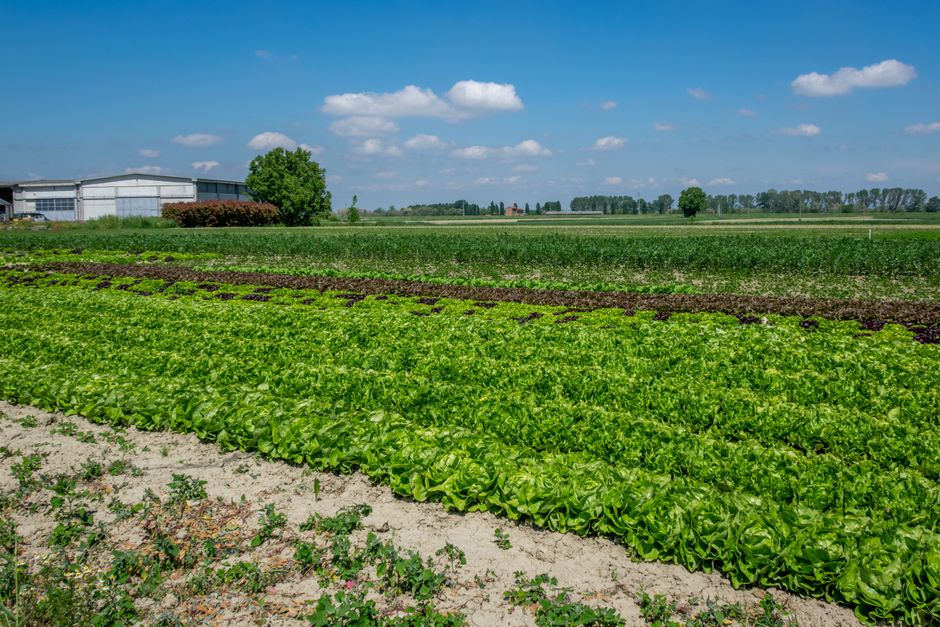vegetable farm field