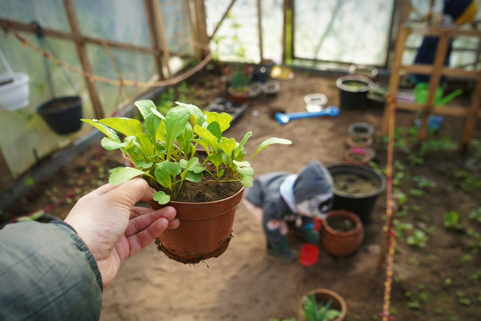 child planting seedling in soil