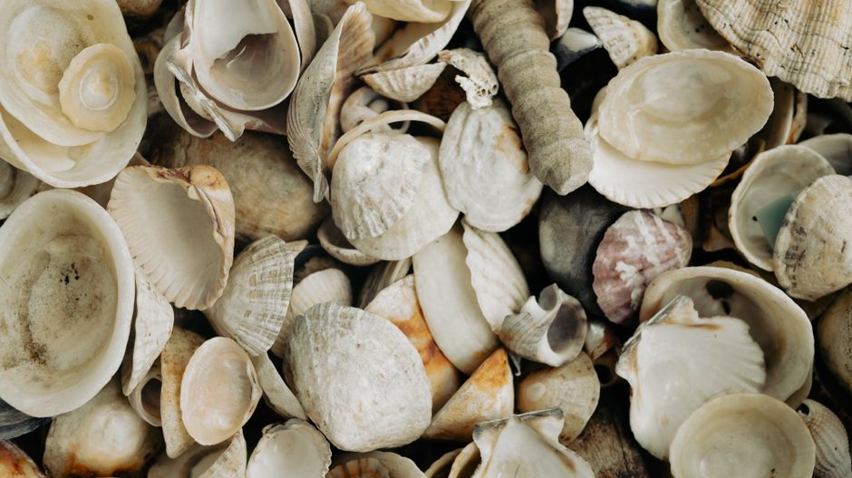 seashells collection