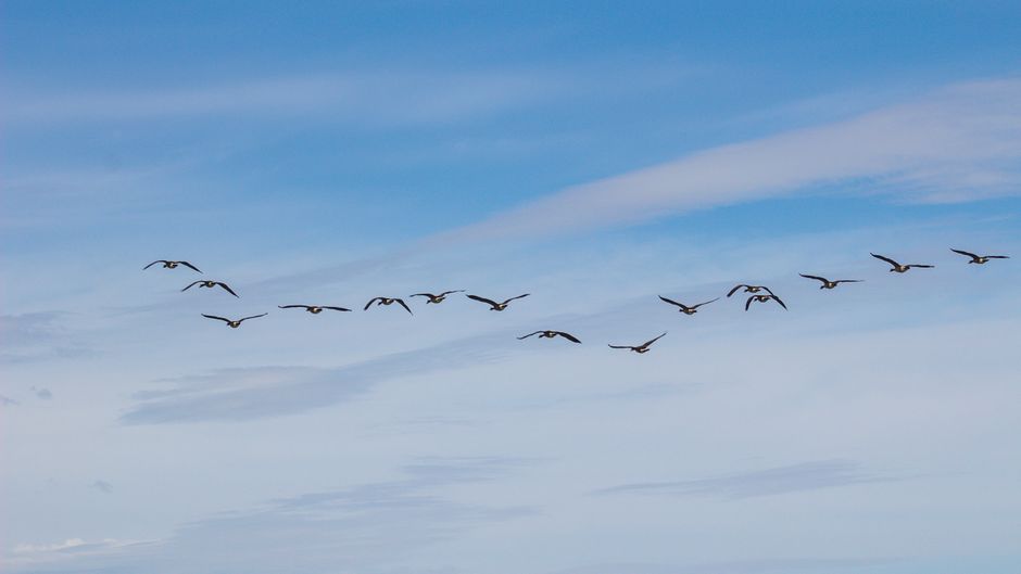 flock of migrating geese in the sky