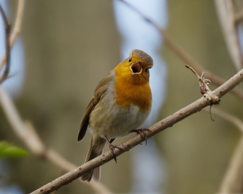 robin singing branch