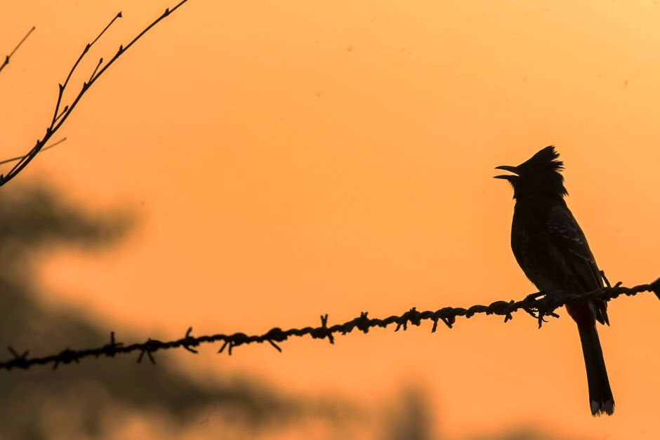 songbird dawn