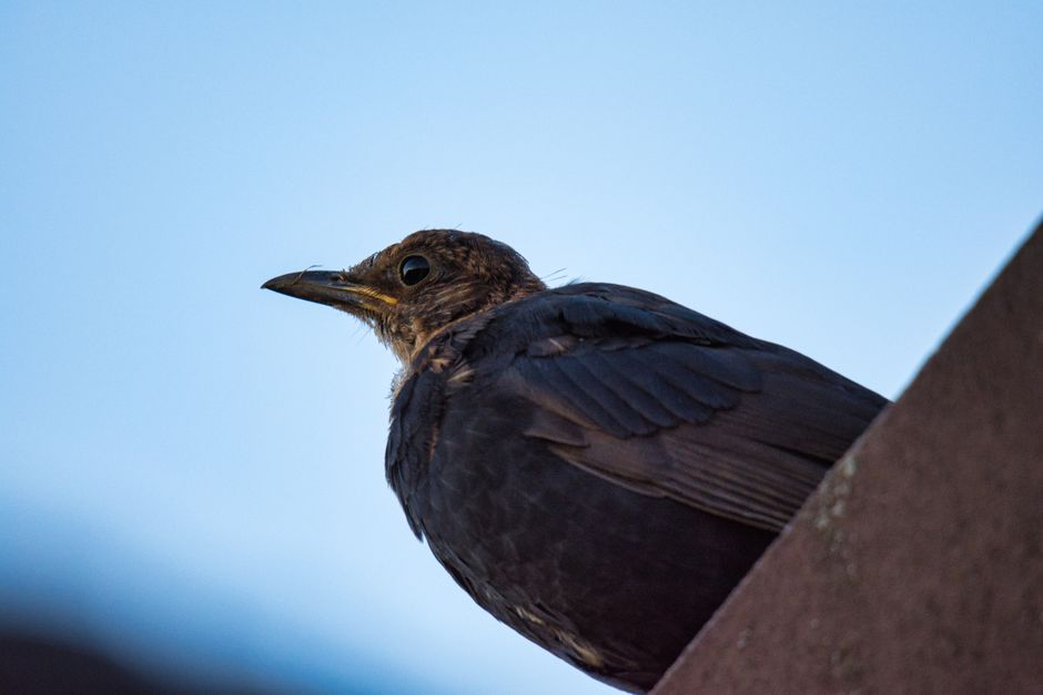 blackbird perched