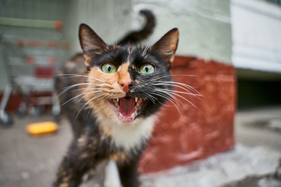 cat meowing close up