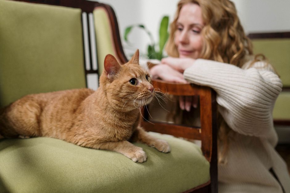 cat looking at owner