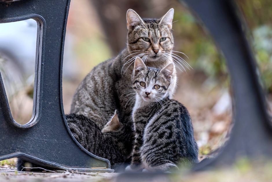kitten with mother cat