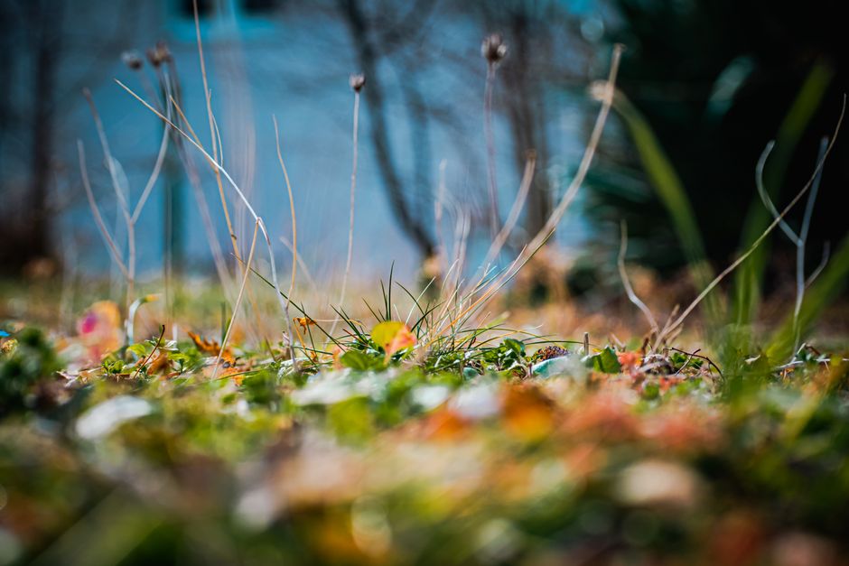 green grass close up