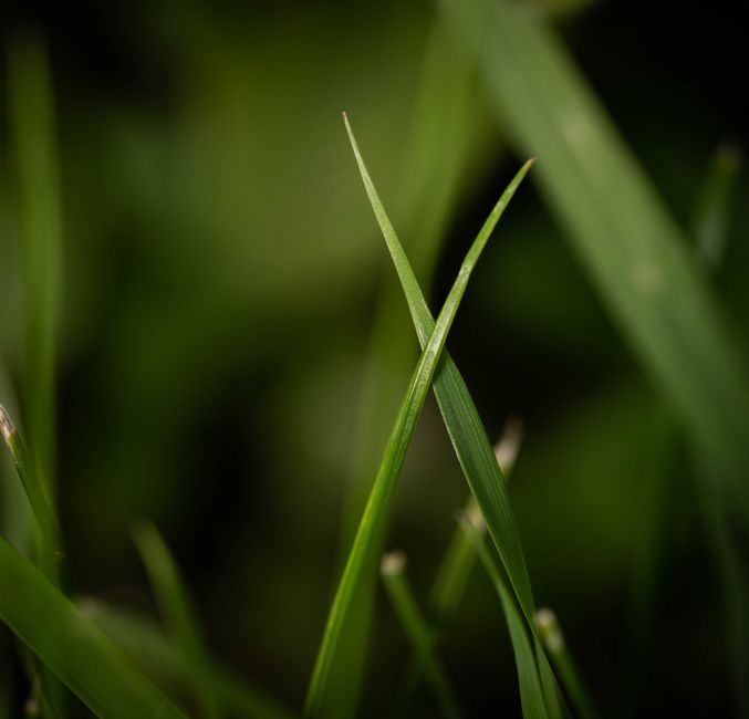 blade of grass macro