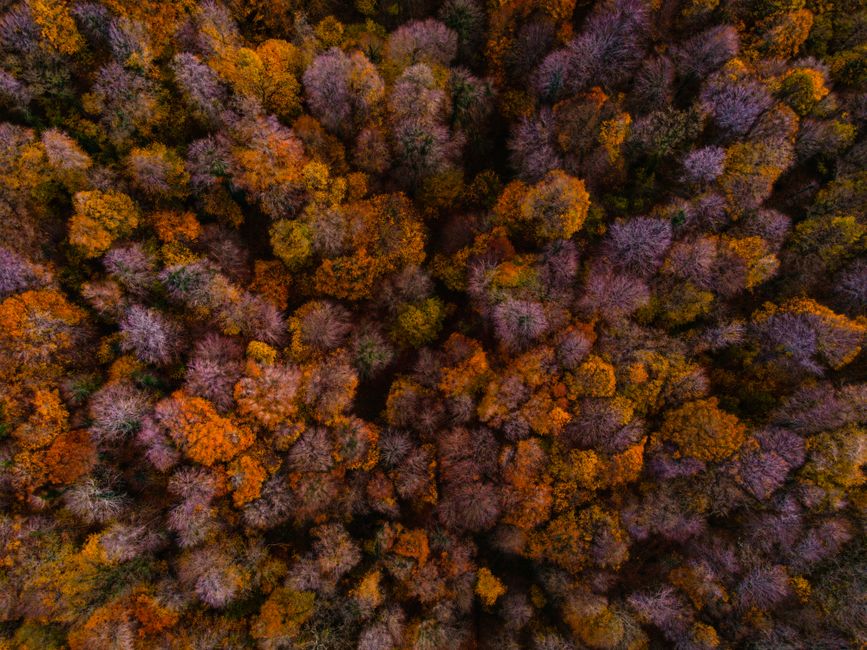 autumn leaves colorful forest