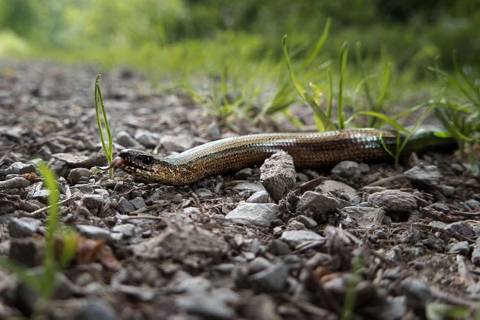 snake slithering on ground