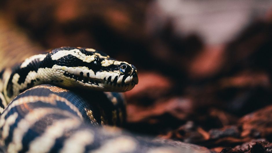 python snake