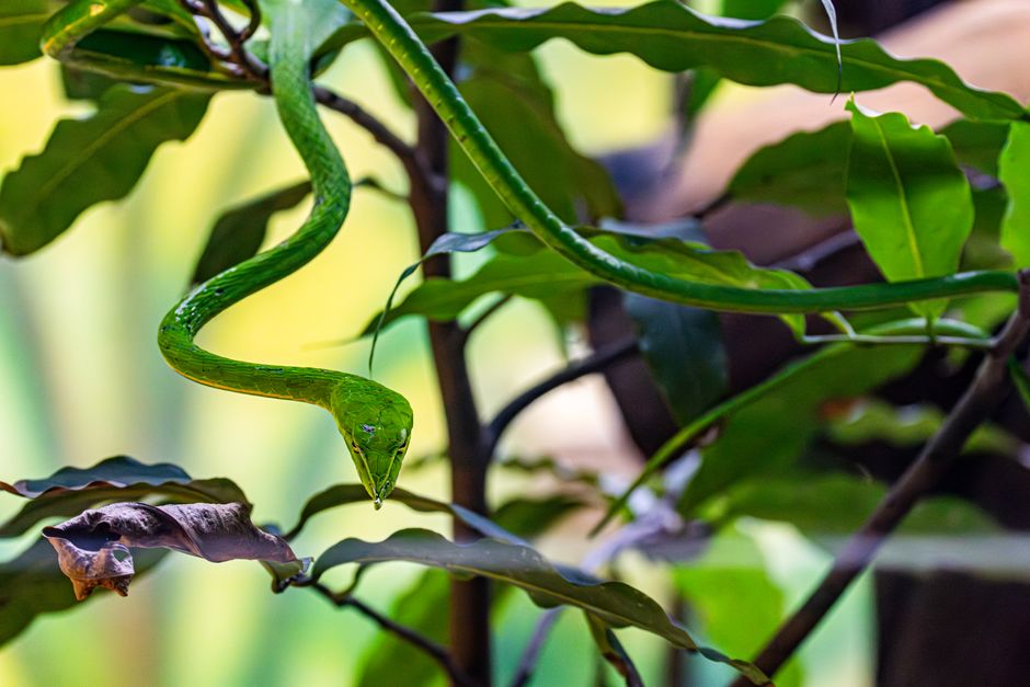 green tree snake