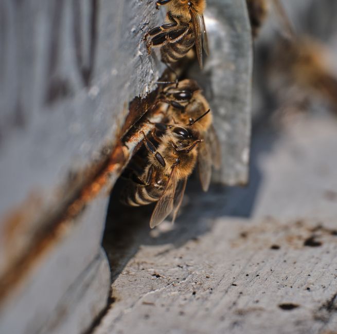 honeybee close up
