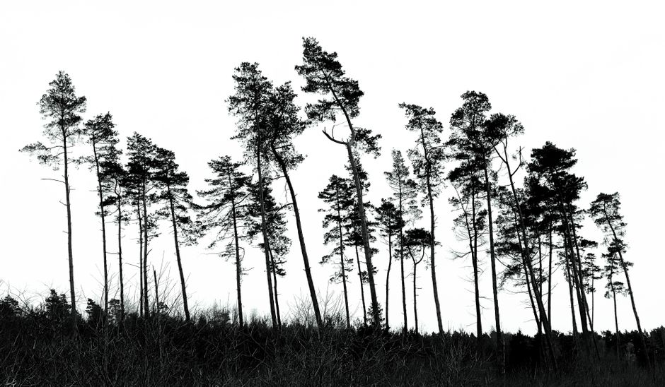 family tree drawing