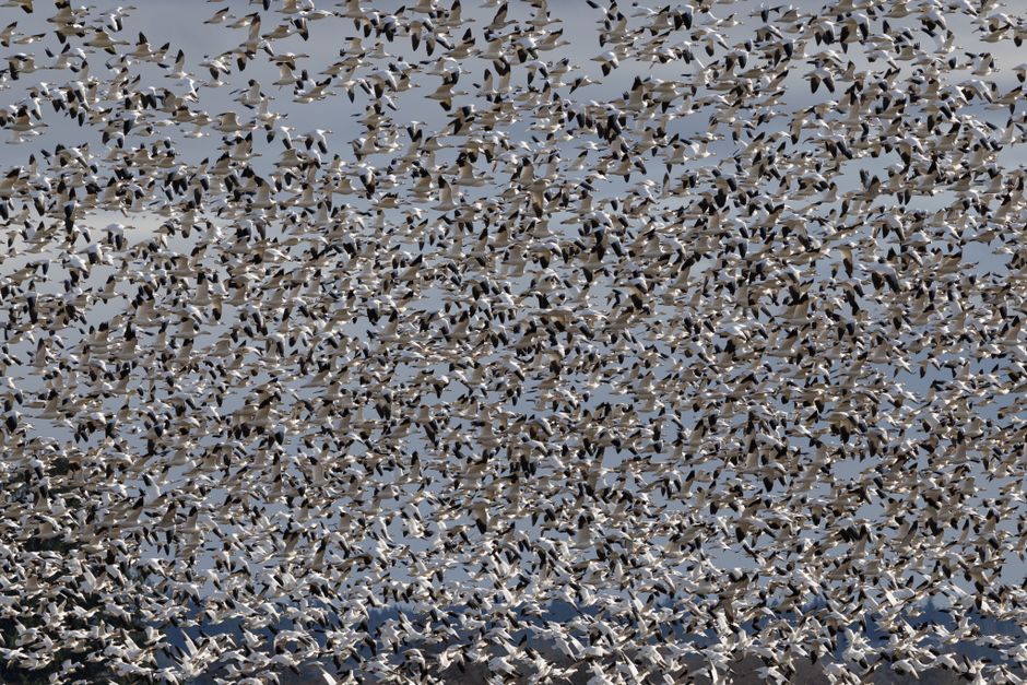 flock of migrating birds