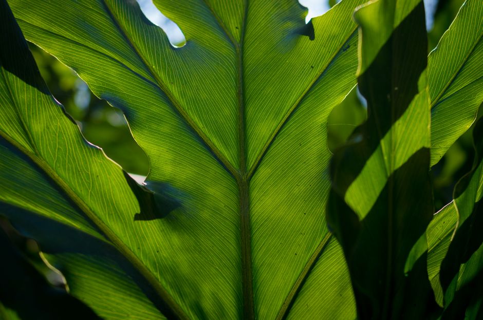 green leaf sunlight