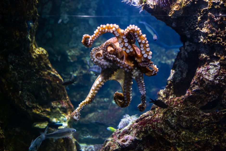 octopus underwater