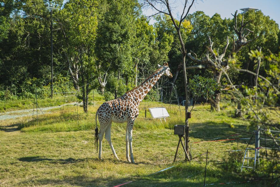 giraffe full body savanna