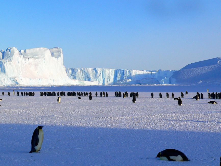 emperor penguin colony