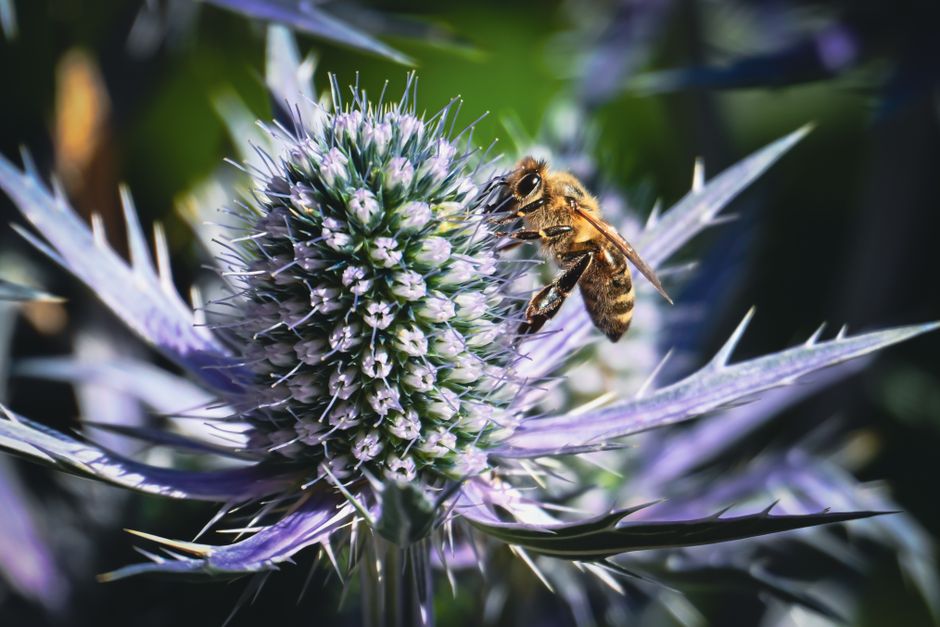 honeybee on flower
