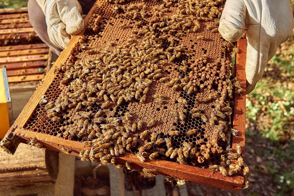 beehive frame