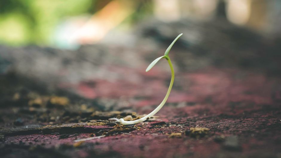 bean sprout growing