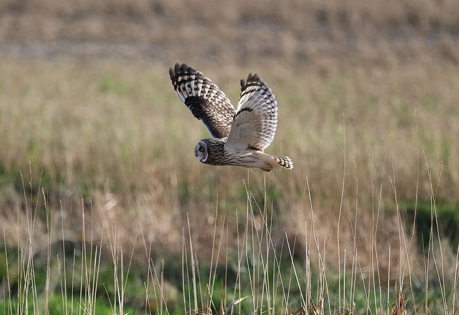 owl in flight