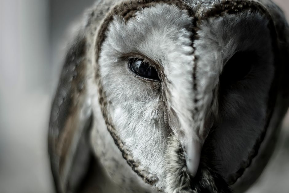 barn owl face