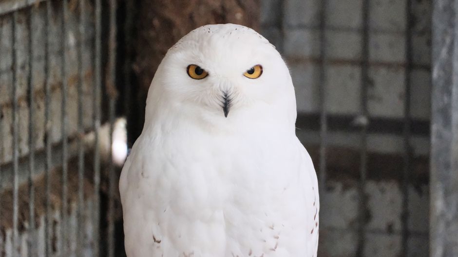 snowy owl
