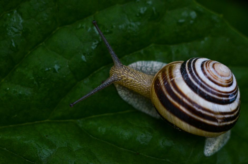 garden snail