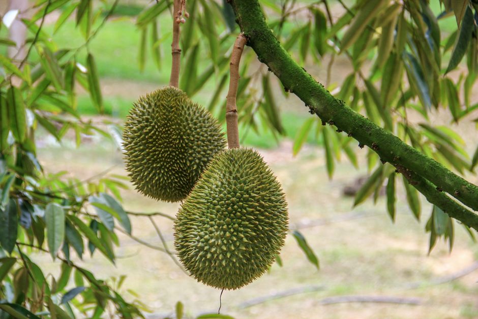 durian fruit
