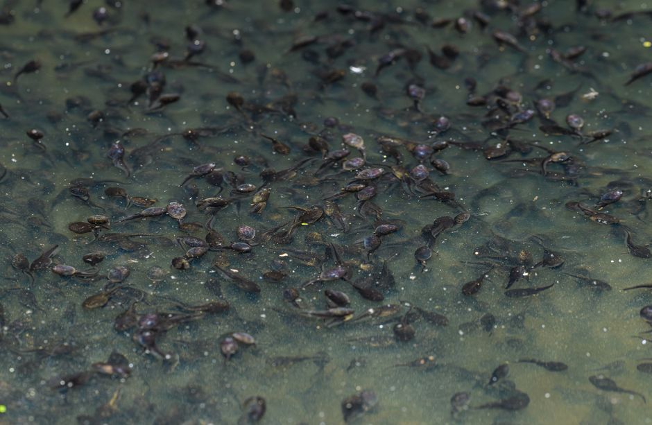 tadpole