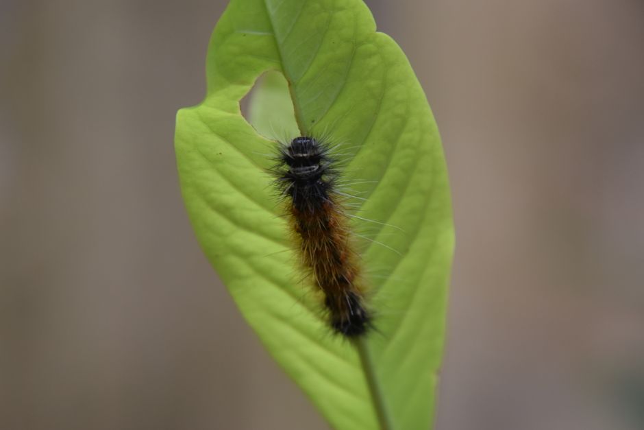 caterpillar