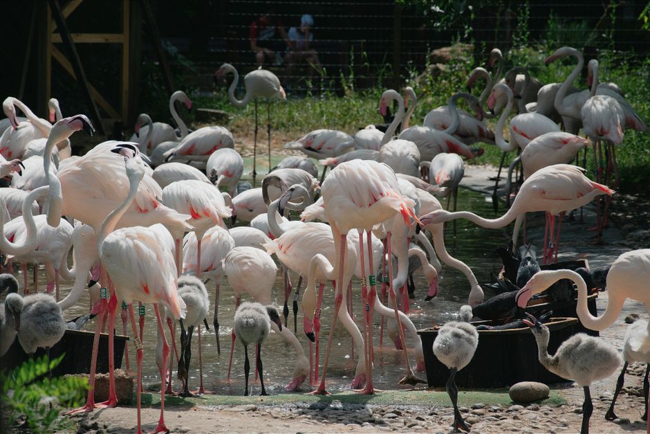 grey flamingo chick