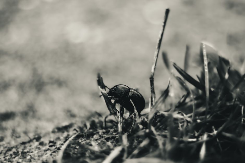 dung beetle