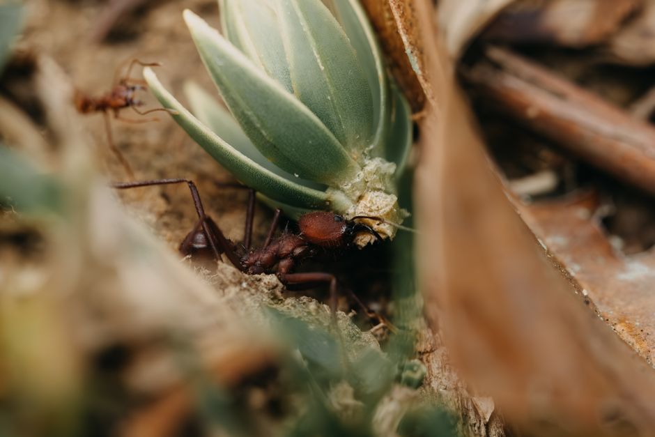 leafcutter ant