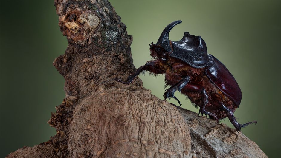 rhinoceros beetle