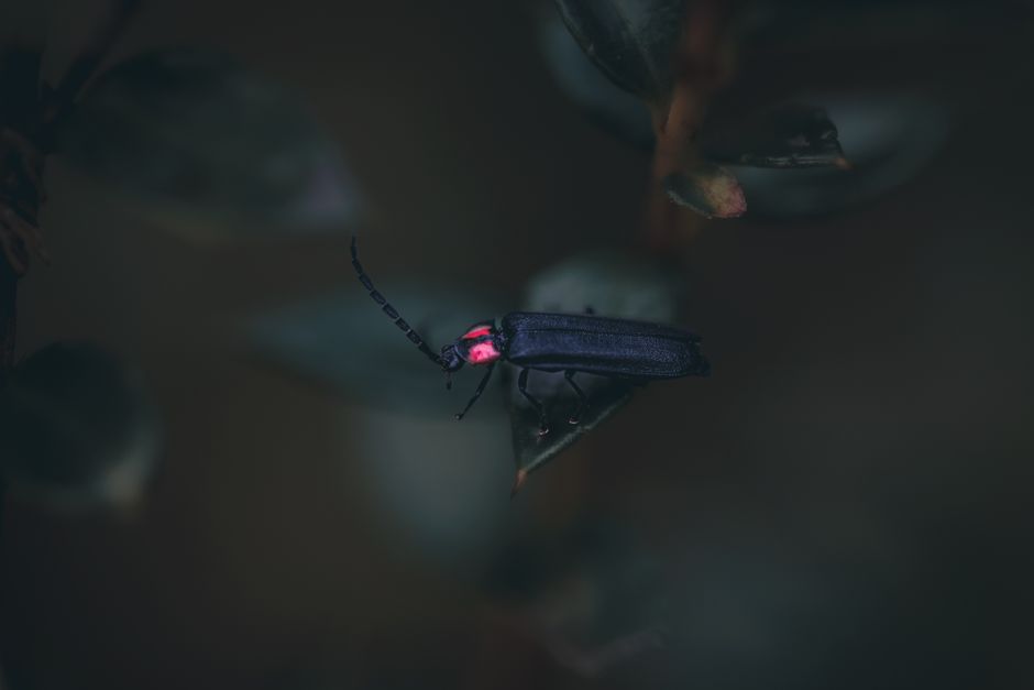 firefly insect glowing