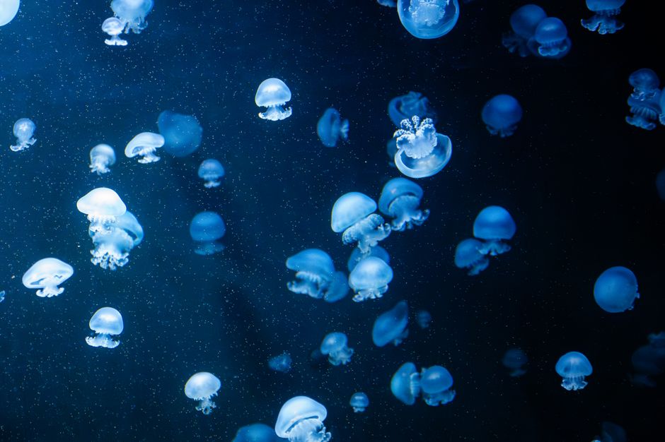 jellyfish bioluminescent