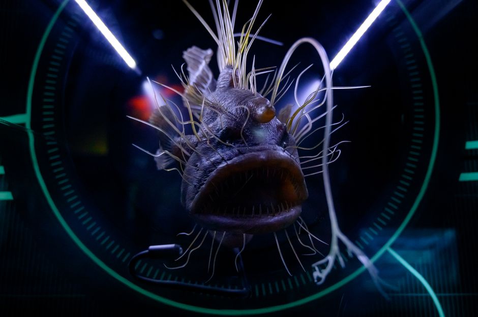 anglerfish deep sea
