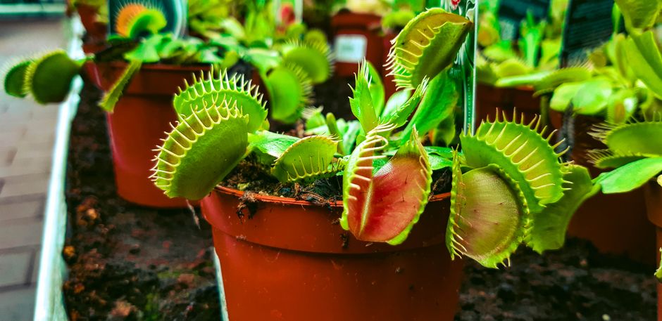 venus flytrap plant
