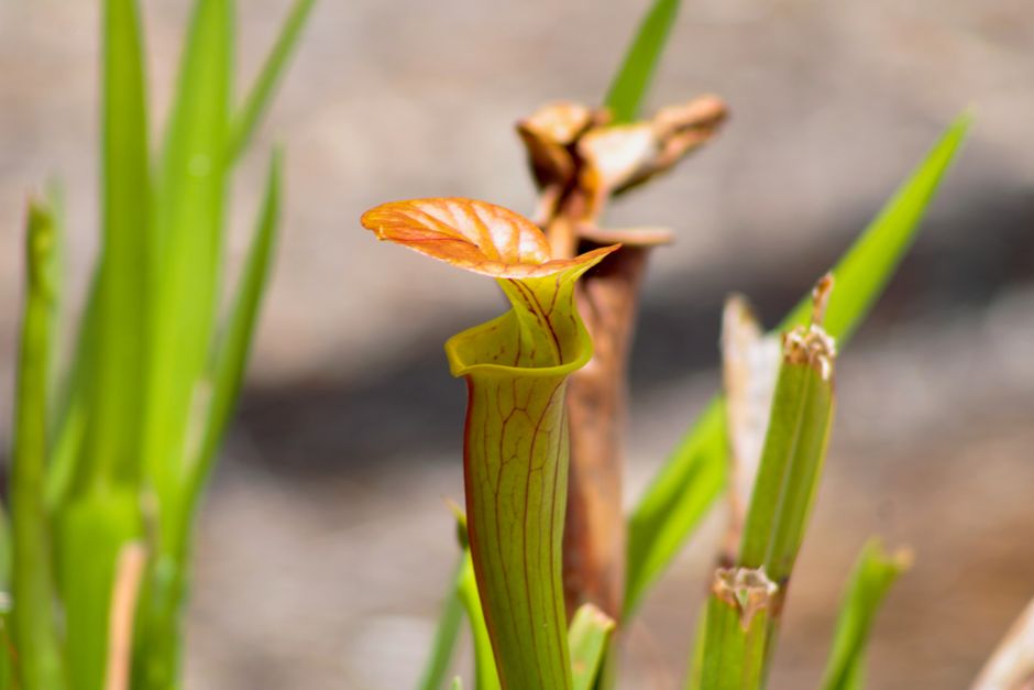 pitcher plant carnivorous